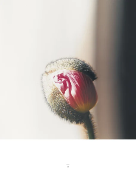 A Magazine Curated By — p.130 Rinko Kawauchi